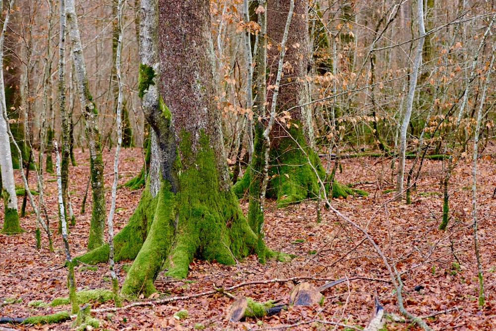 trees with moss