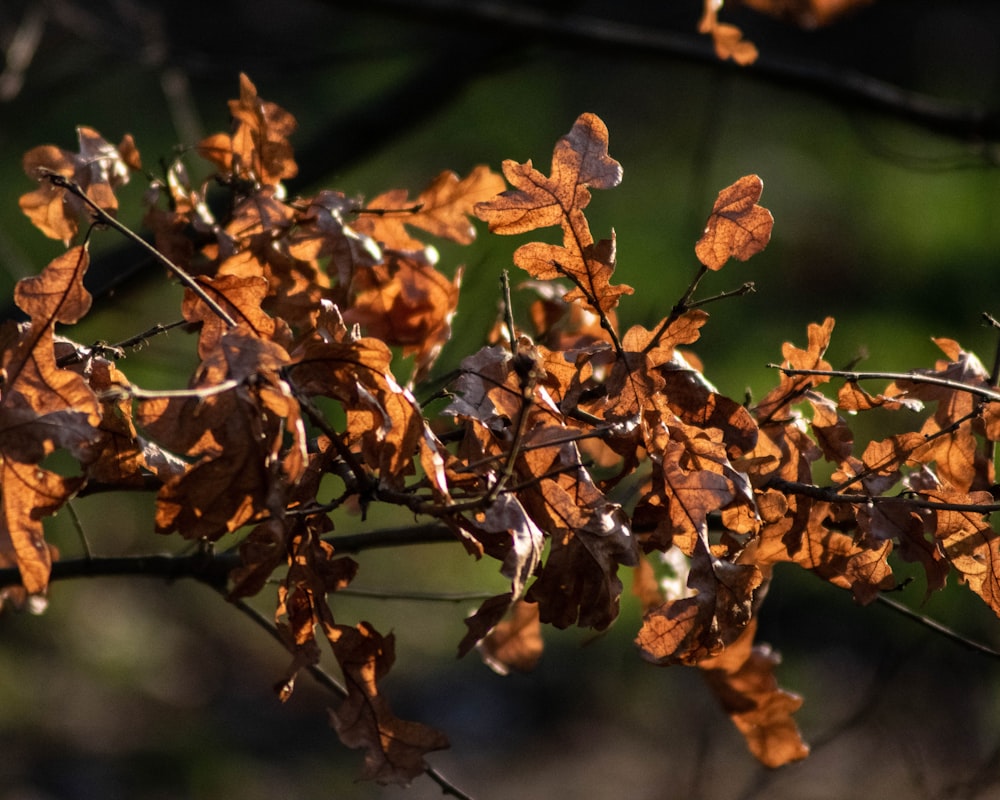 withered leaves on twigs