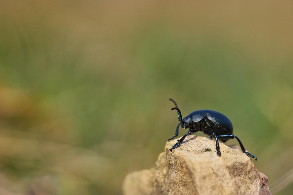 Escarabajo negro en la roca