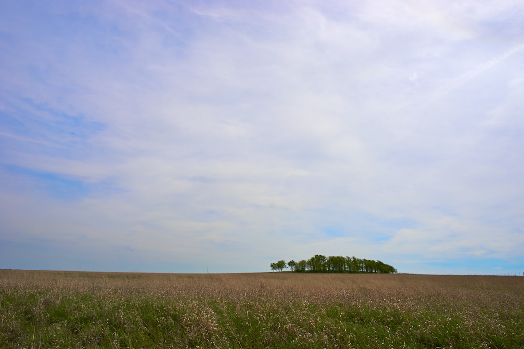 trees and grasses under white sky