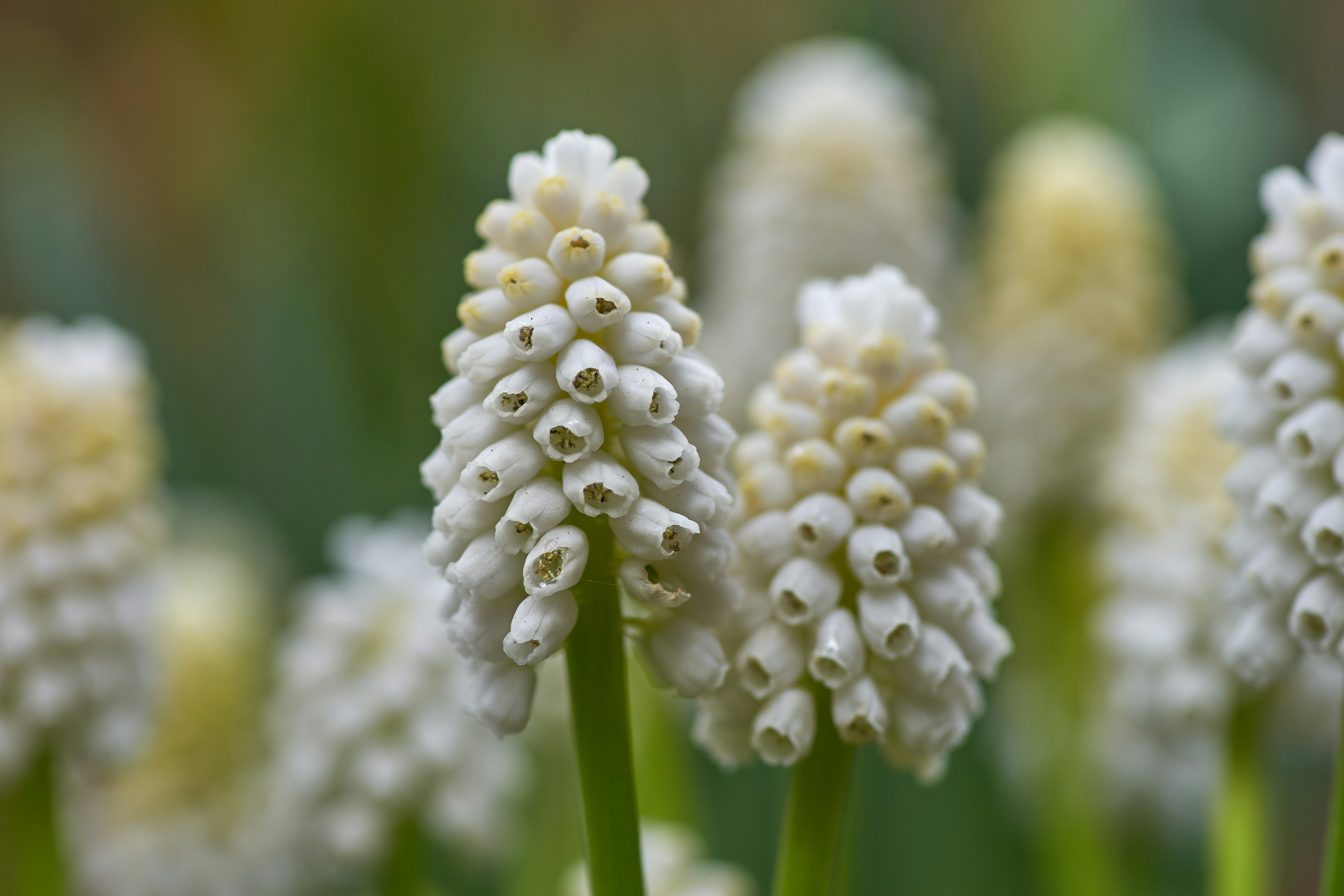 Photo by wolfgang_hasselmann