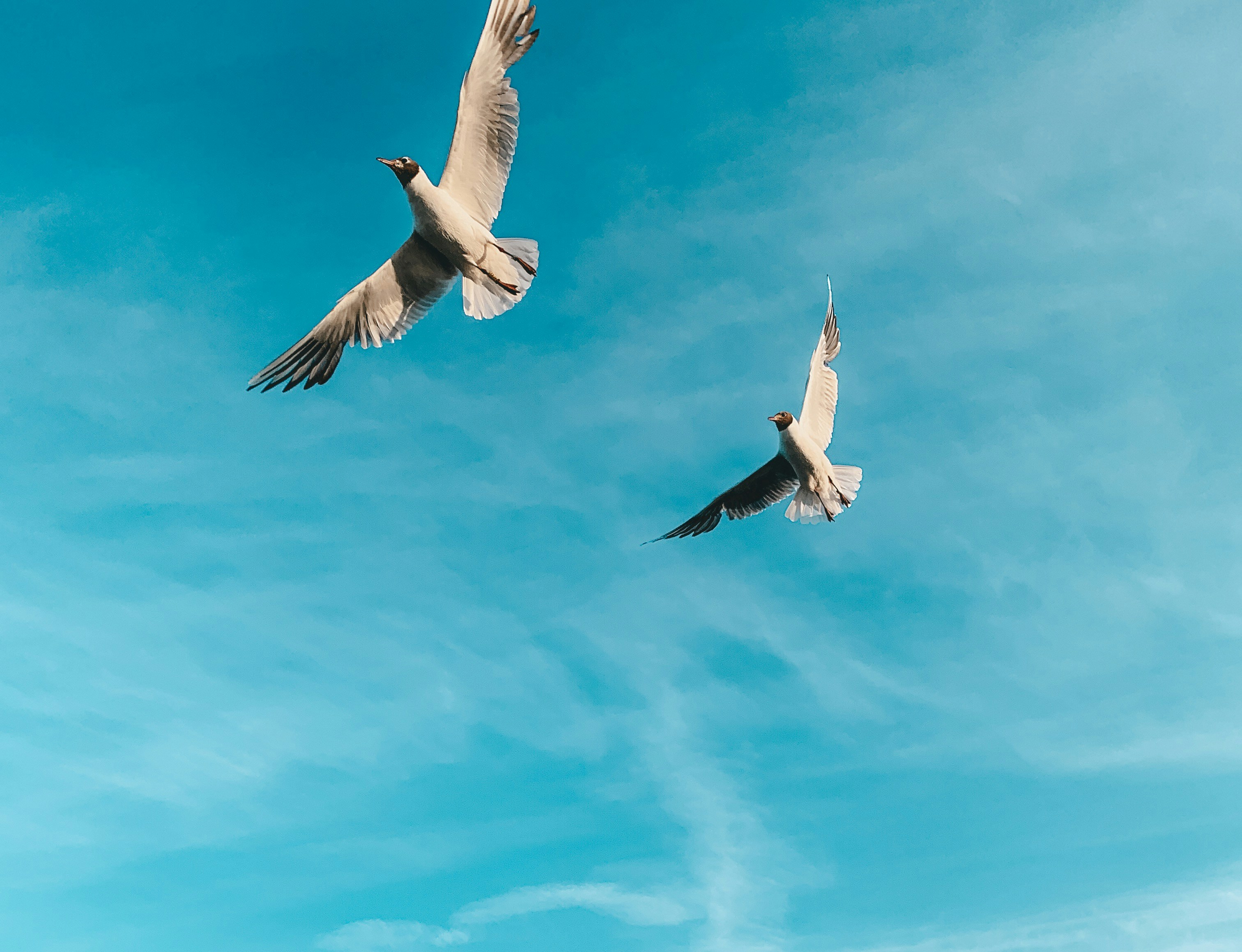 Time Lapse Photography Of Two Birds Flying In The Sky Photo Free Animal Image On Unsplash