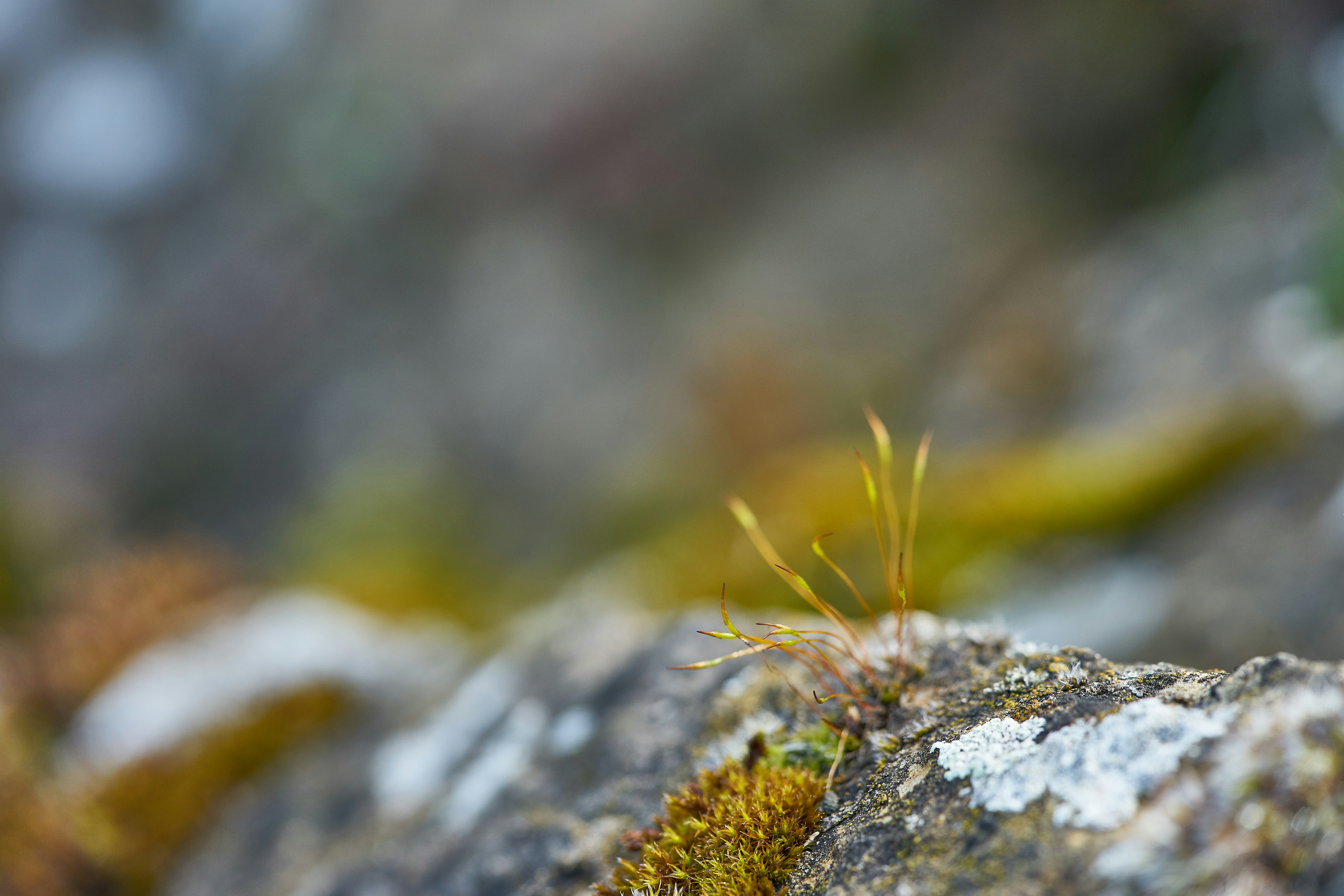 Photo by wolfgang_hasselmann