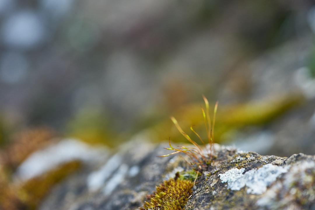 selective focus photography of green moss on stone
