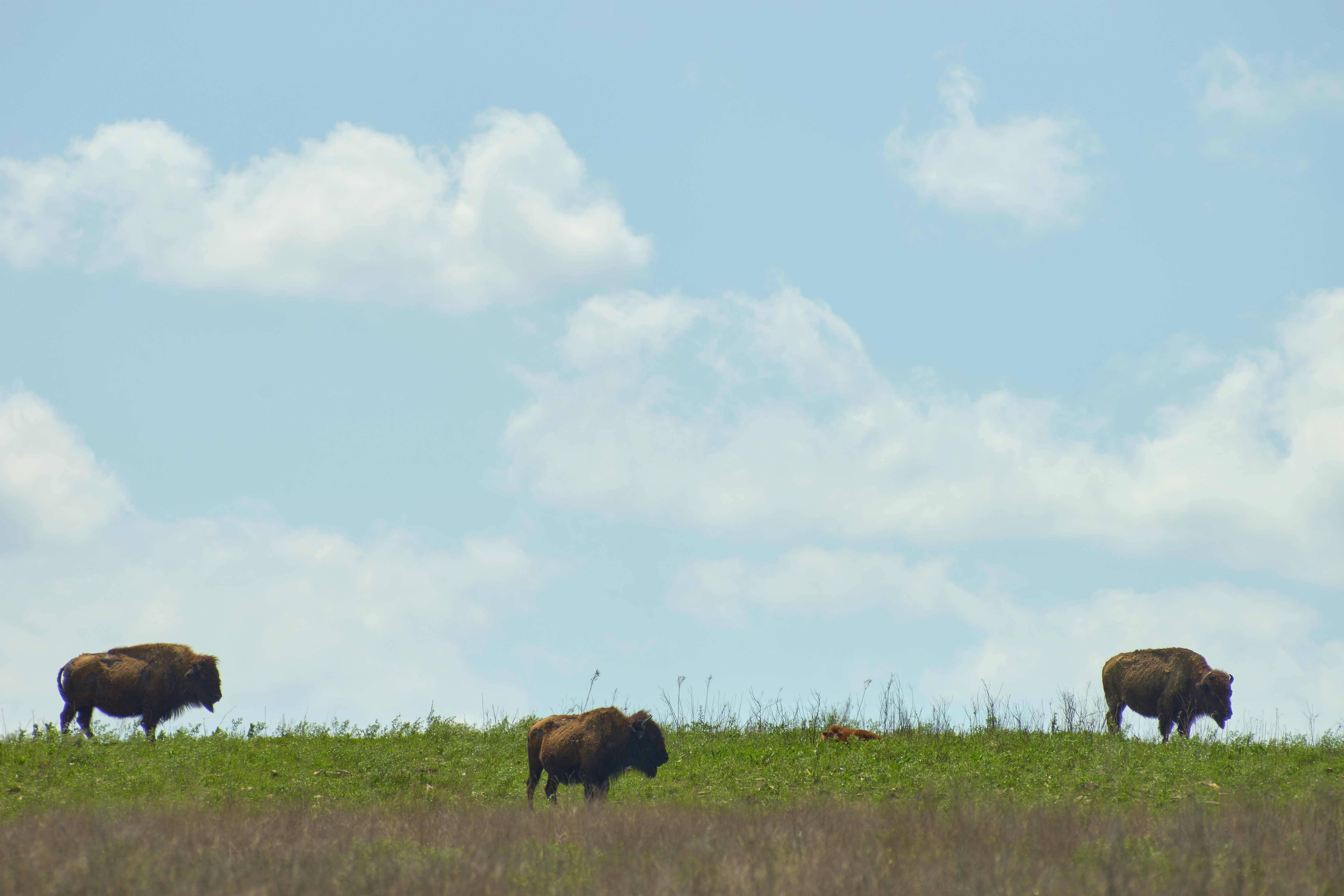 Photo by wolfgang_hasselmann