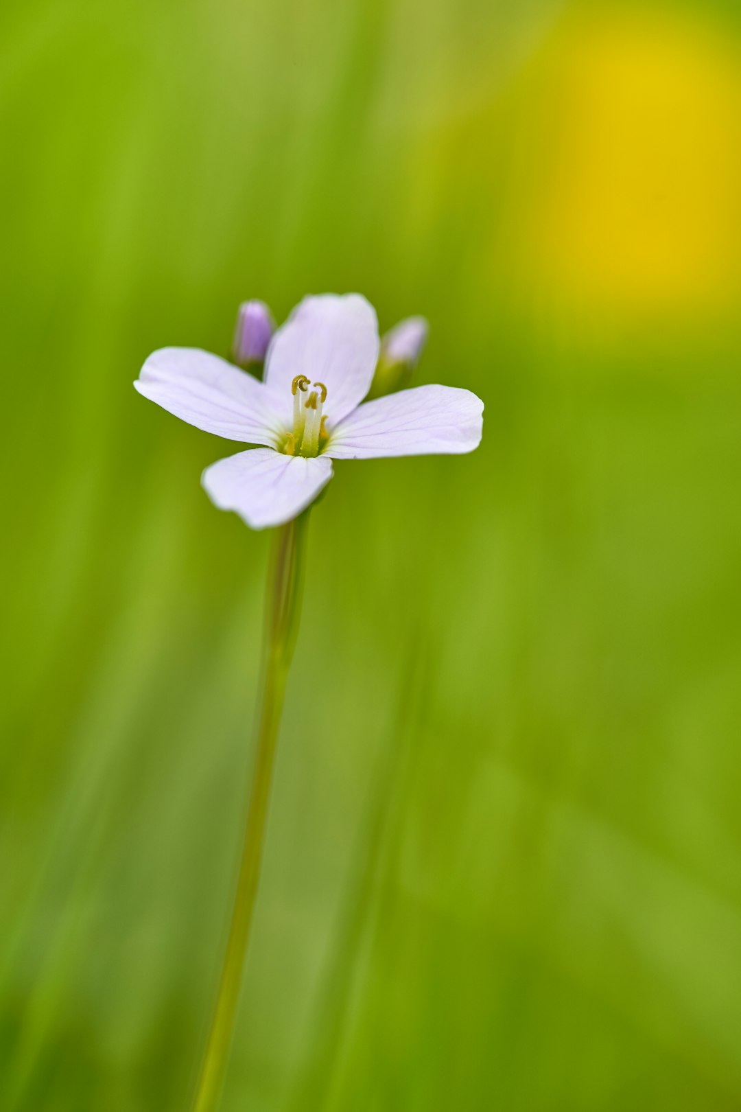 selective focus photography of white 4-petaled flower