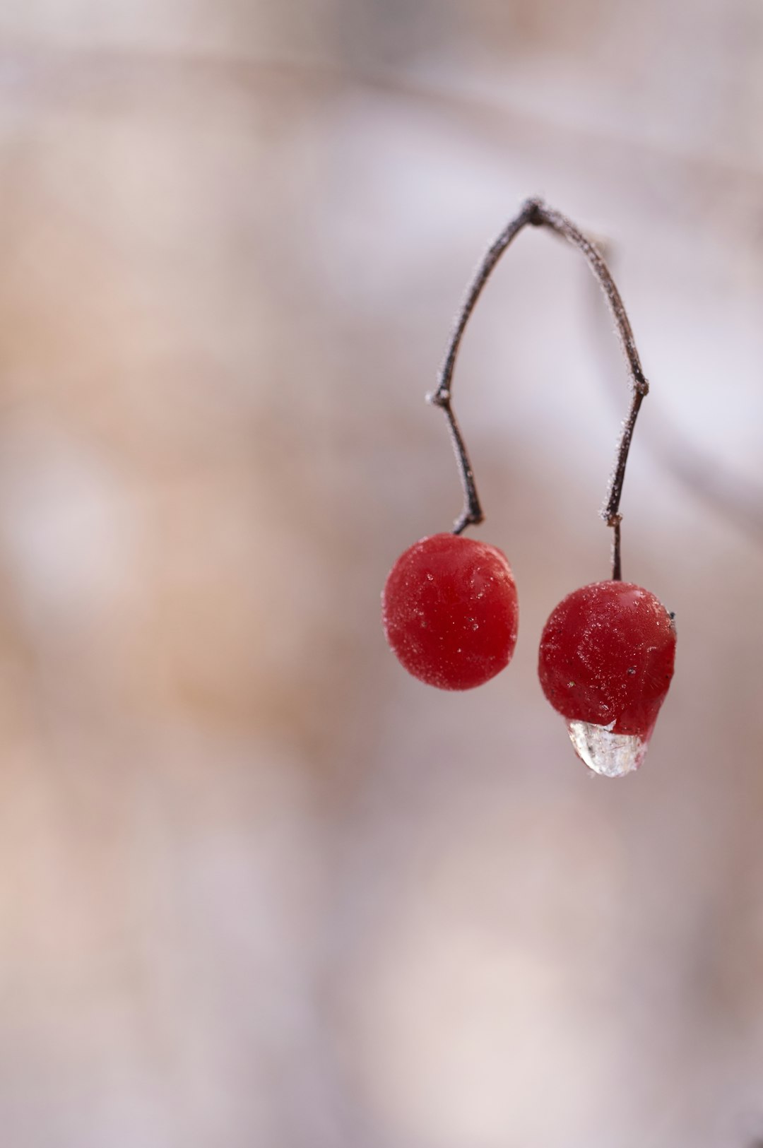 round red fruit with water droplet