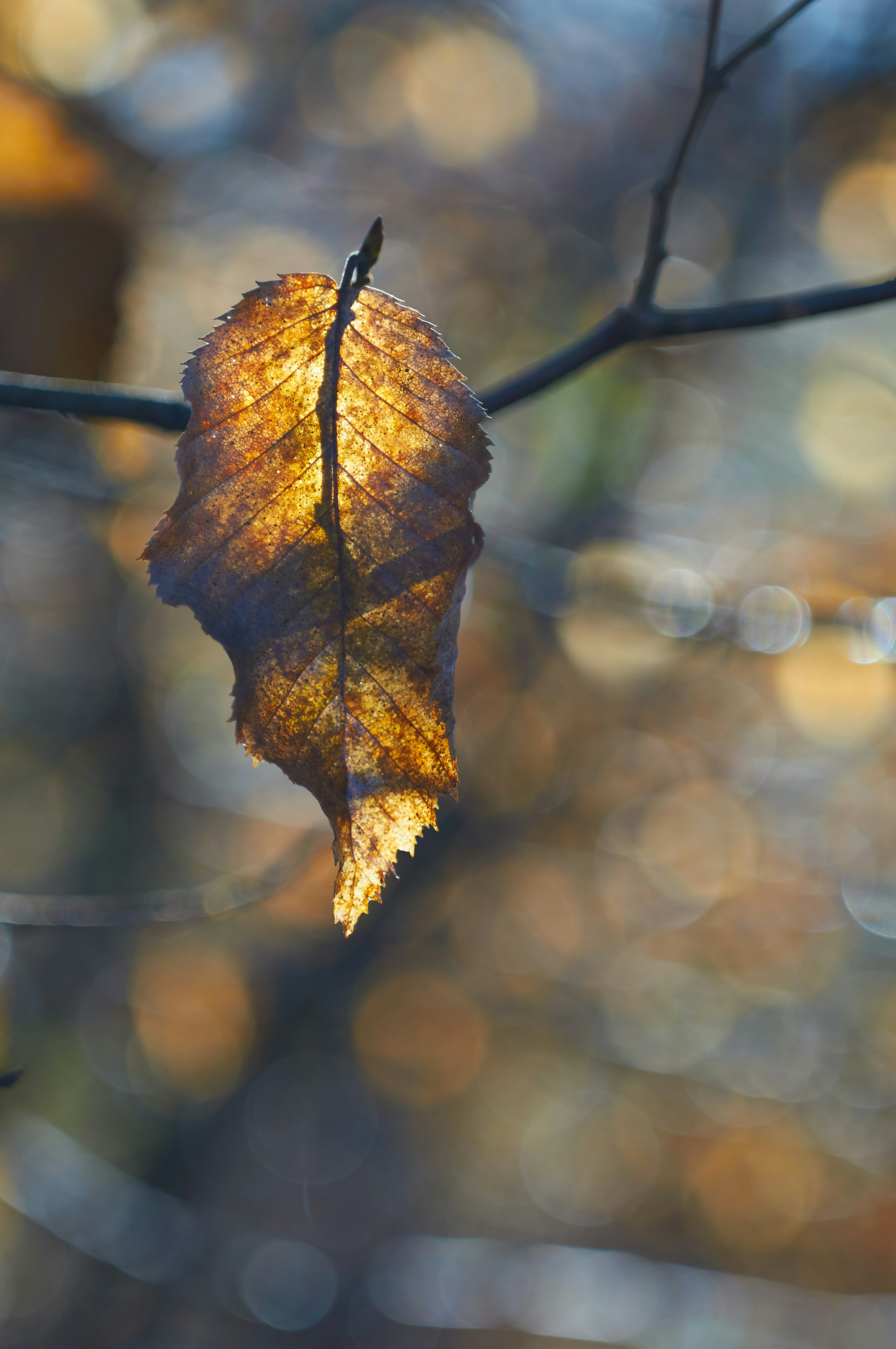 Photo by wolfgang_hasselmann