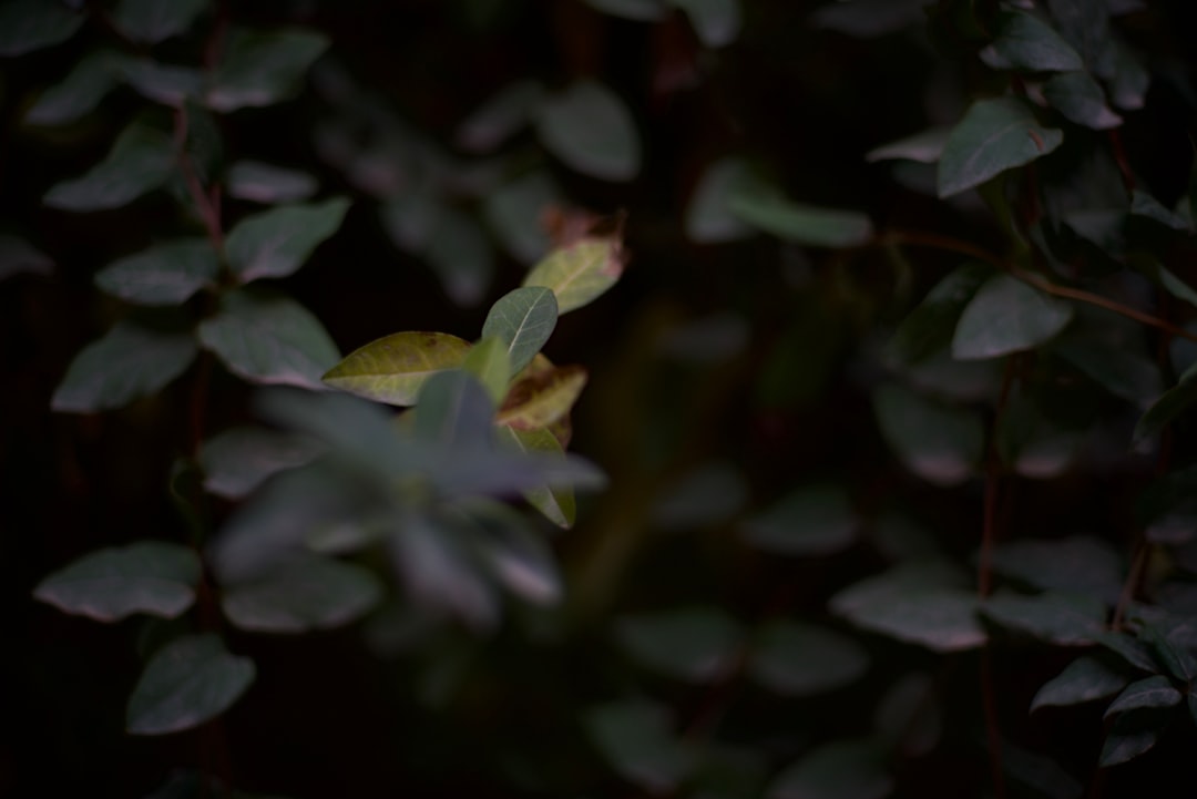 selective focus photography of green-leafed plant