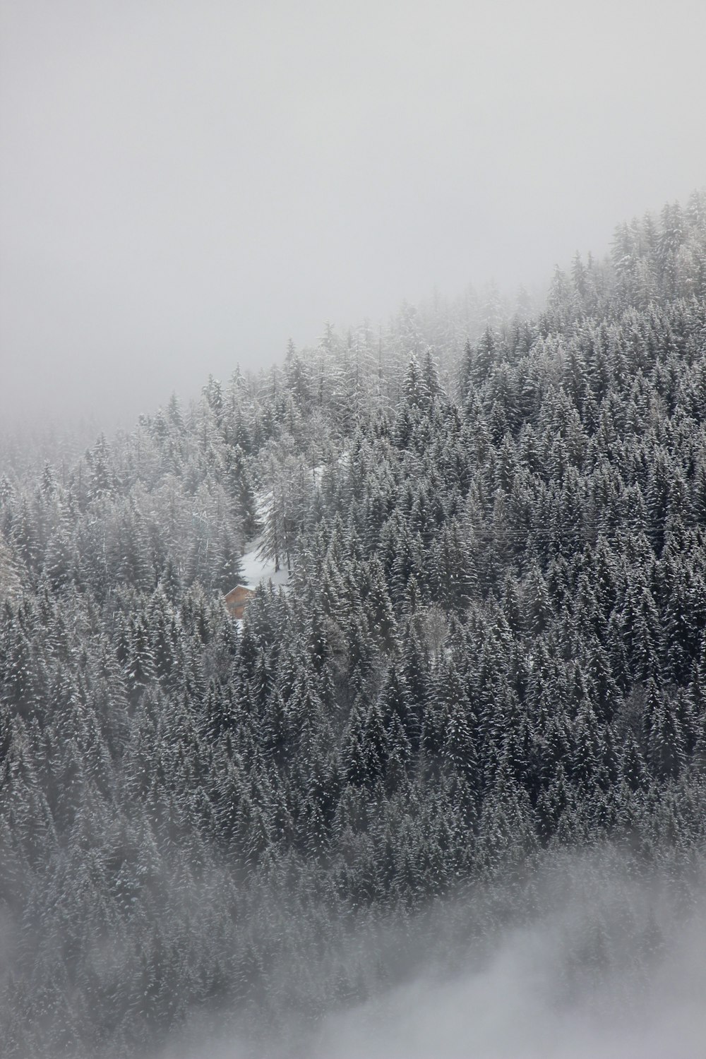 trees with fog