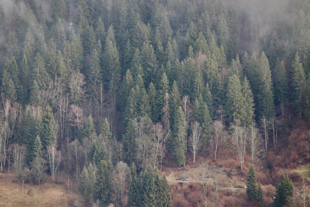 aerial photography of green trees during daytime