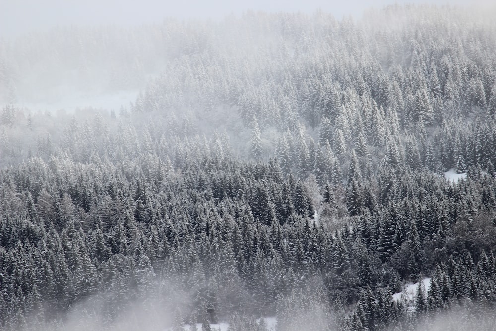 high angle photo of pine tree