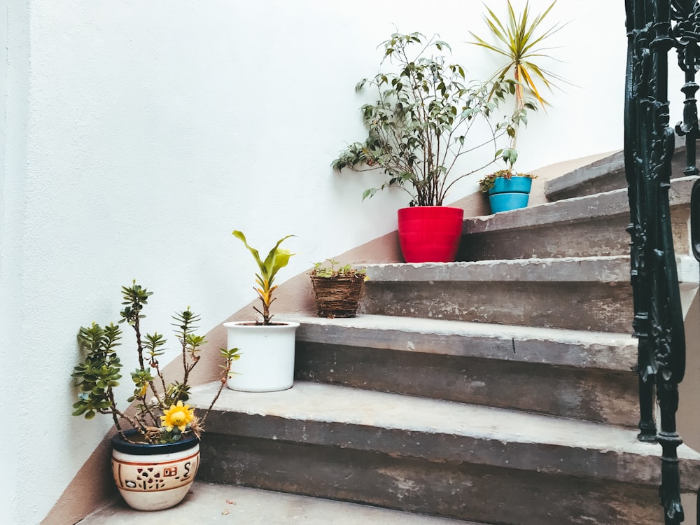 potted plants on staircase