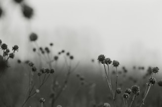Exodus & Resilience empowers migrant voices through art. Grayscale photography of flowers