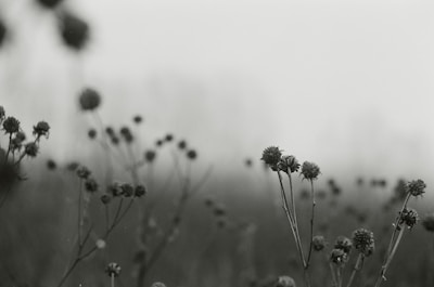 Exodus & Resilience empowers migrant voices through art. Grayscale photography of flowers