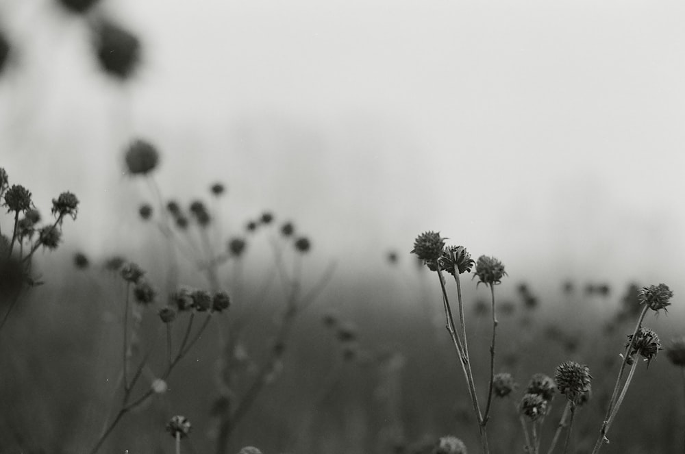 grayscale photography of flowers