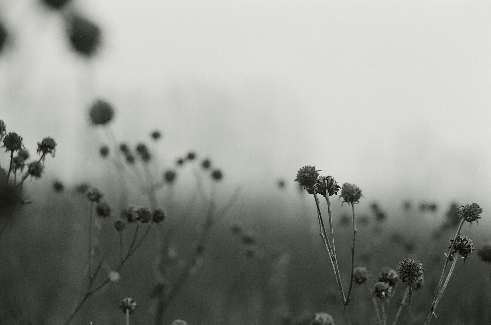 grayscale photography of flowers