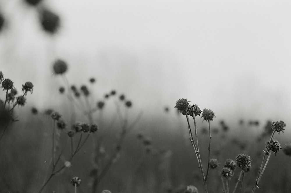 fotografia de flores em tons de cinza