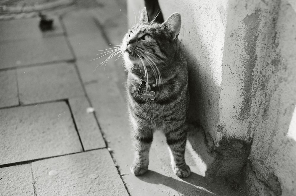 grayscale photo of cat beside wall