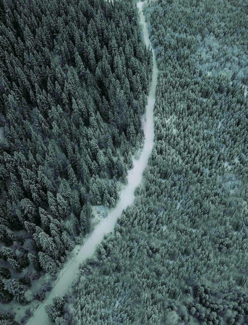aerial photography of a pathway between trees
