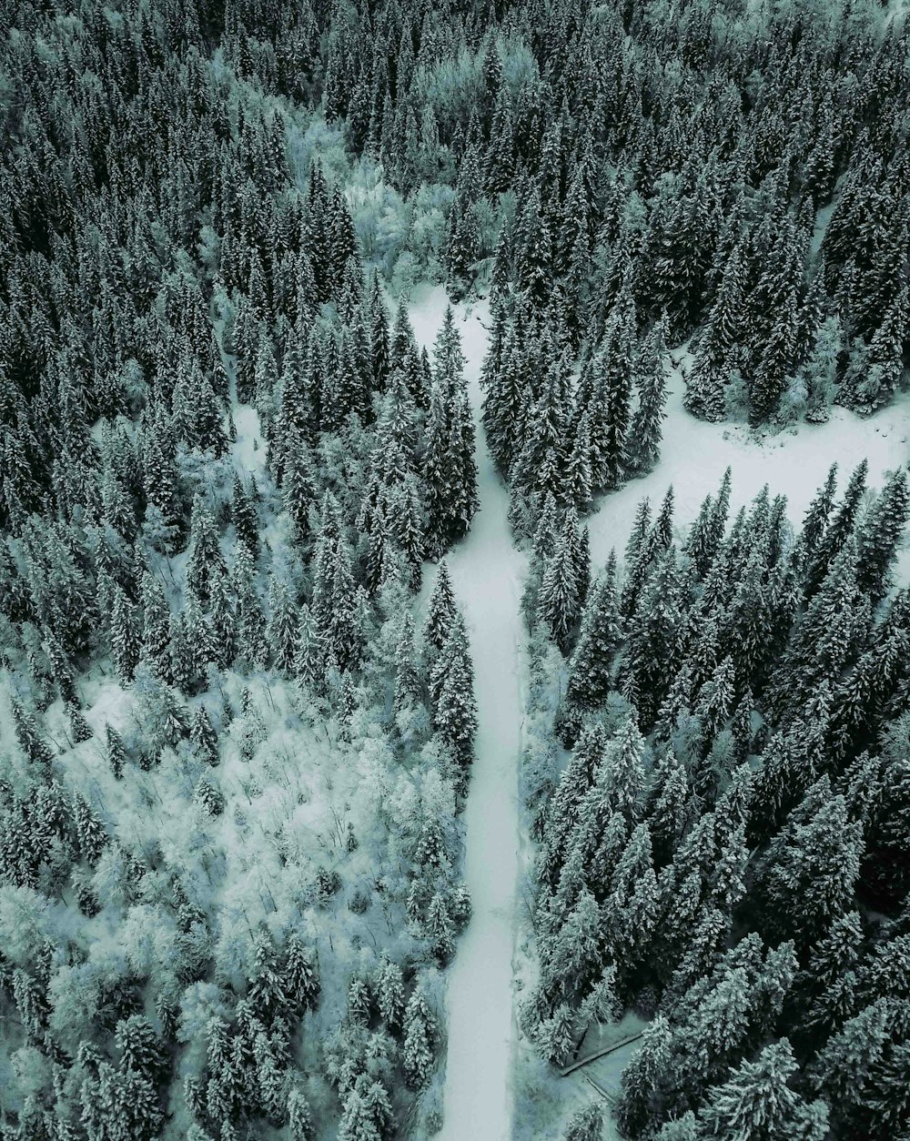 Luftaufnahme eines schneebedeckten Weges zwischen grünen Bäumen