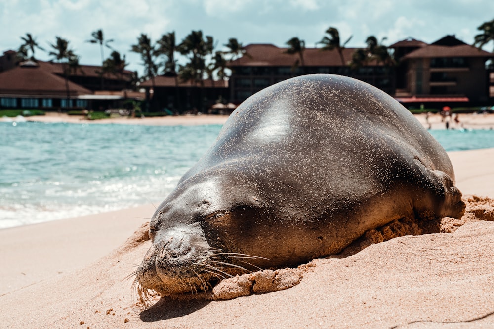 black seal lying on sand