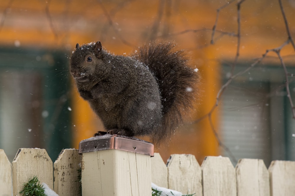 black squirrel