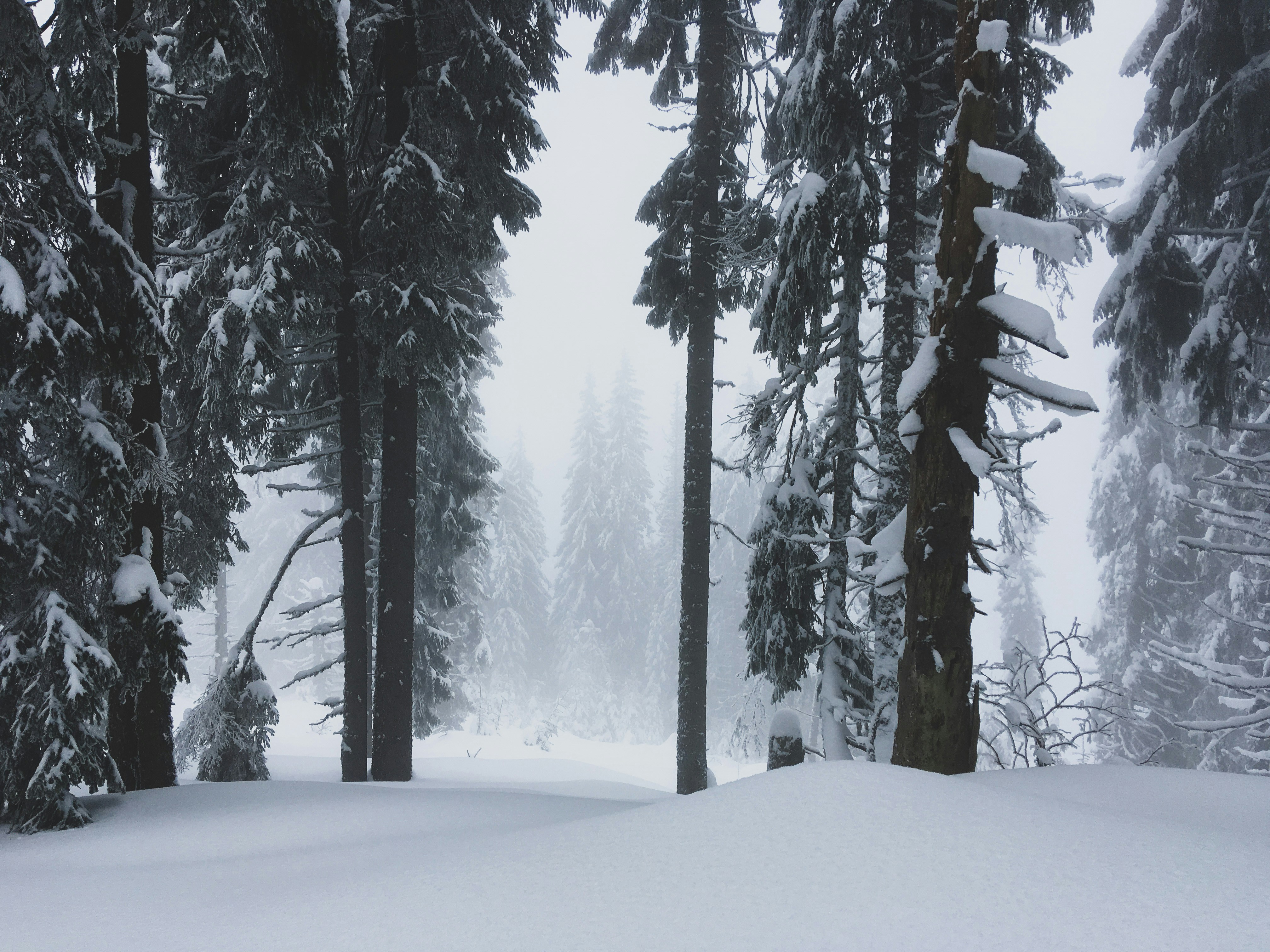 Photo by bear_lissimo