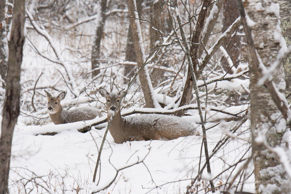 two brown deer sitting in the snow