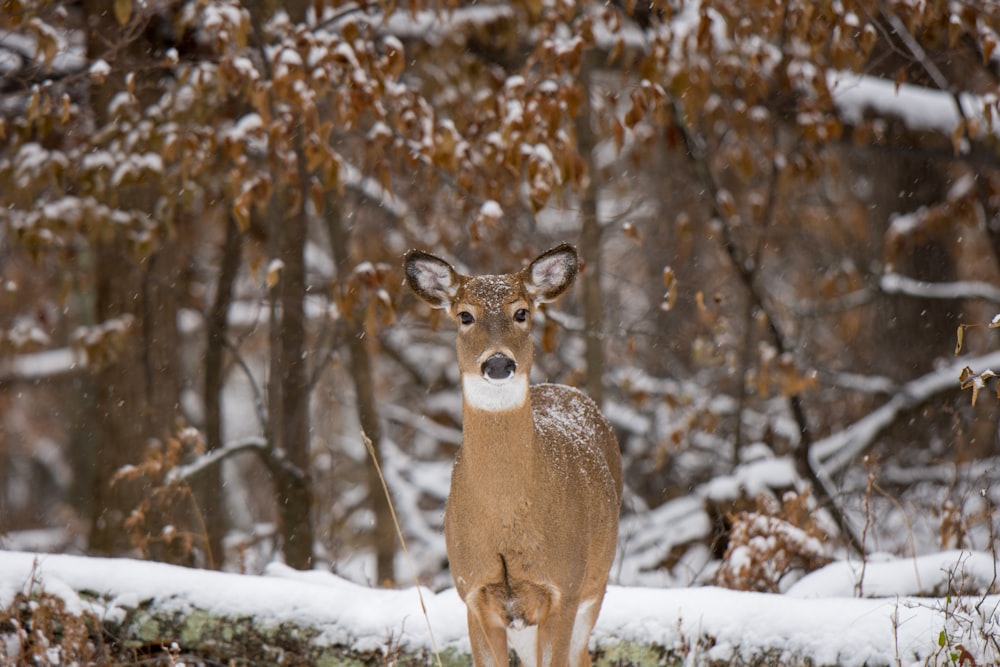 brown deer surrounded by snow-covered forest