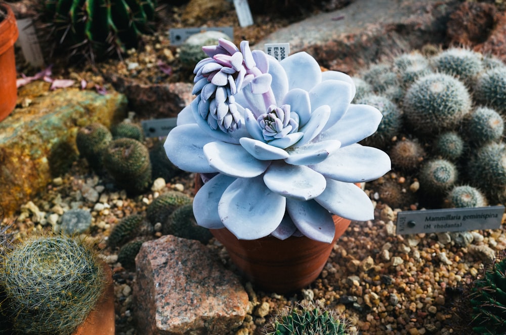 close up photography of succulent plant