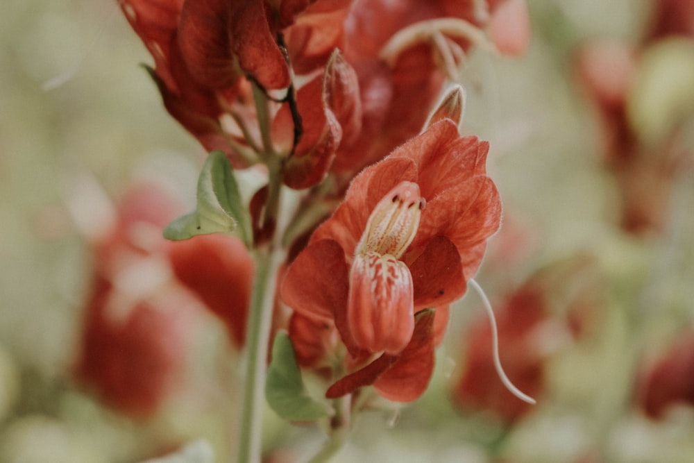 close up photography of orange petaled flower