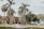 green coconut trees