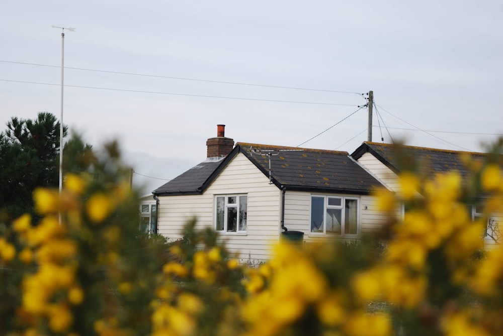 white wooden house