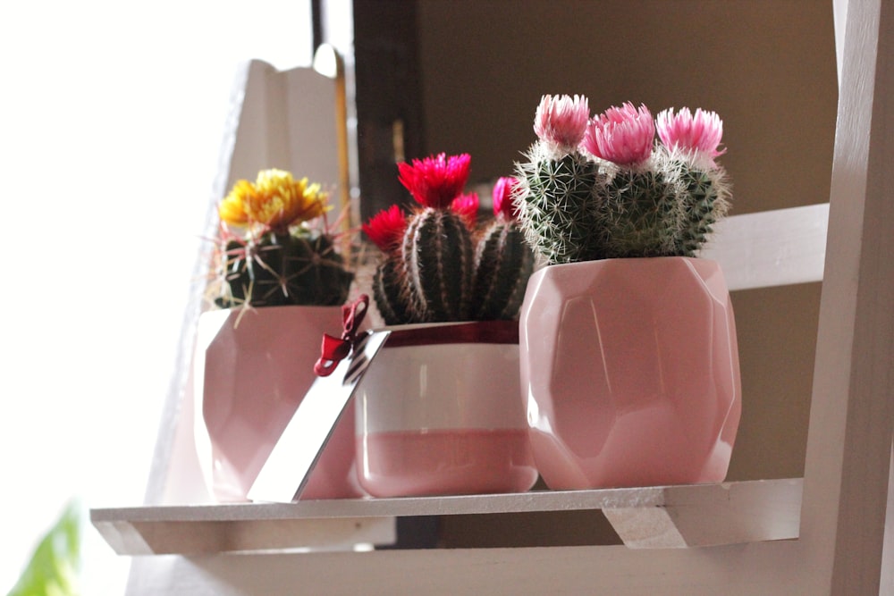 cacti in pots