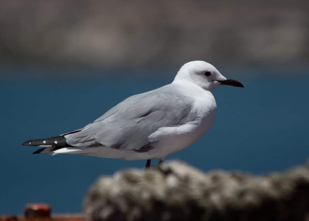 white and gray bird