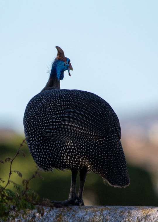 black and blue turkey in Langebaan South Africa