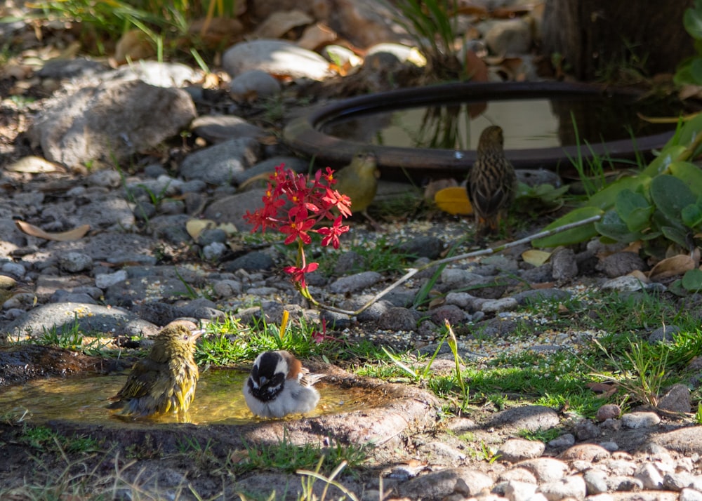 a couple of small birds sitting on top of a patch of grass