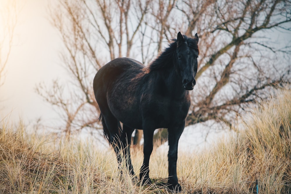 black horse on grass field near bare tree