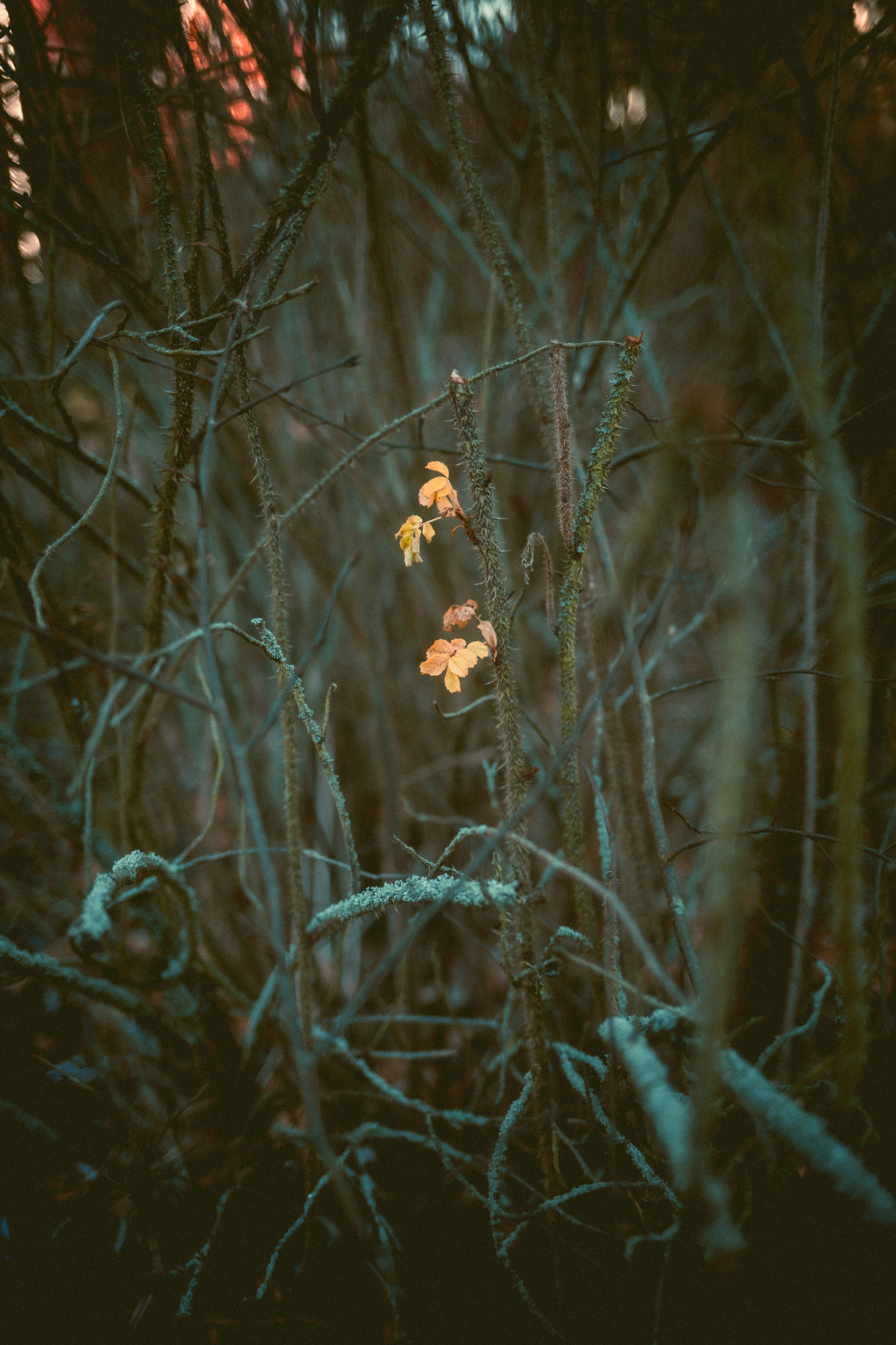 Photo by niklas_hamann