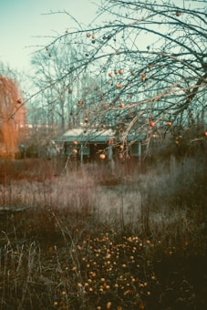 An overgrown garden with bare, leafless branches bearing small, round fruits. A rustic wooden structure is partially visible in the background, surrounded by tall, dry grass and scattered fallen fruits on the ground.