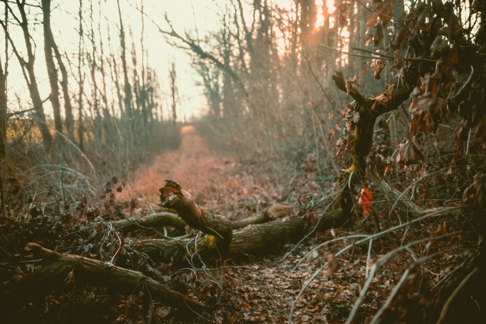 trees during day