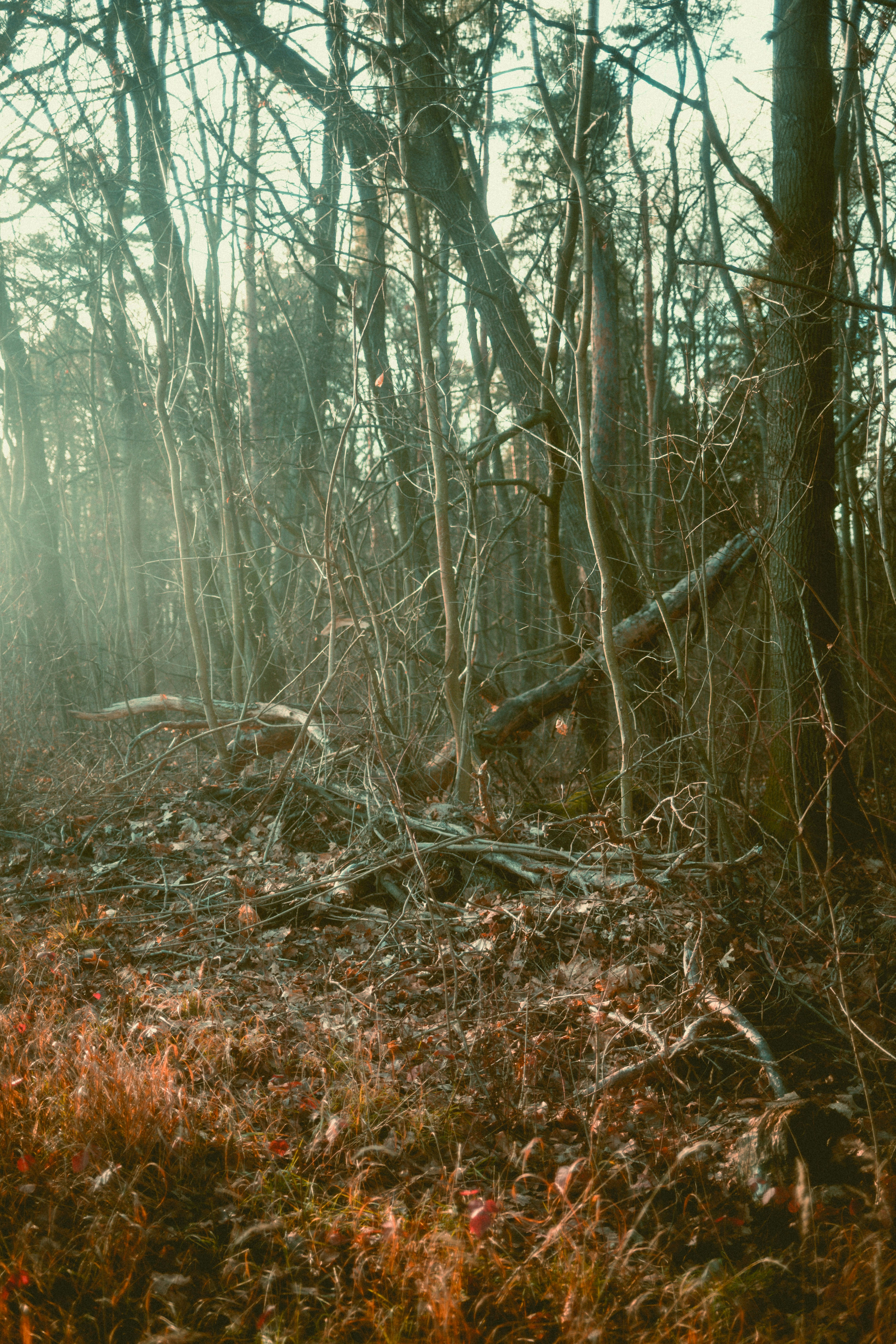 Photo by niklas_hamann