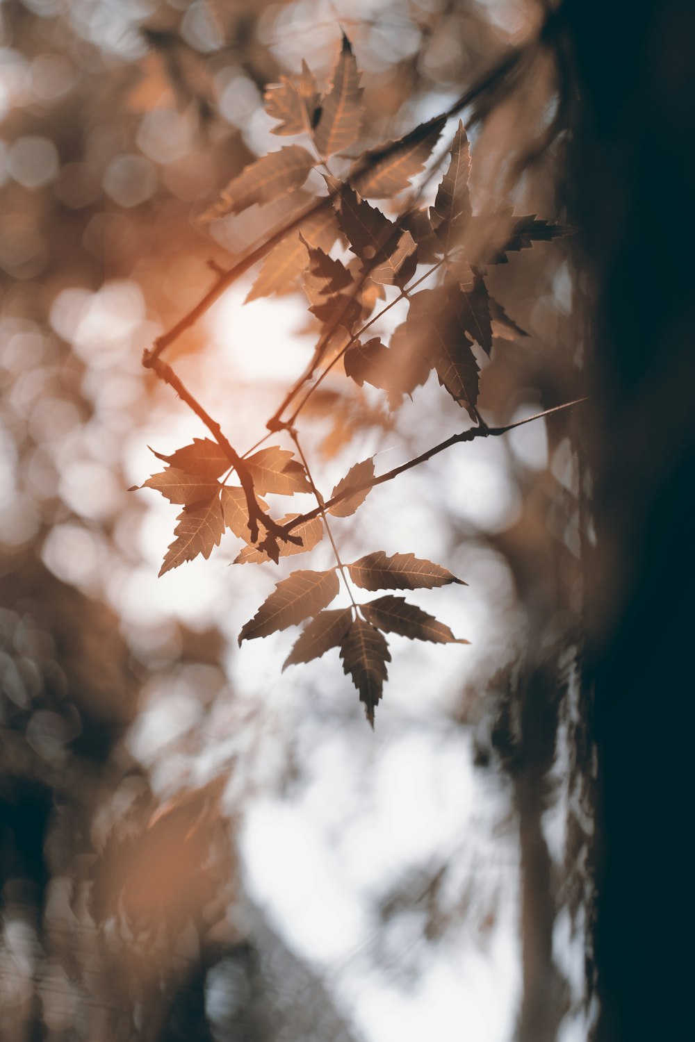 close up photography of brown leaves