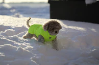 A happy medium-sized dog wearing a cozy hoodie with playful patterns, running in a sunny park.