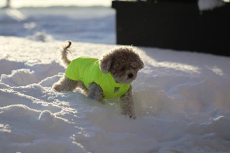 A playful mini Yorkie enjoying a sunny park day with vibrant neon colors.