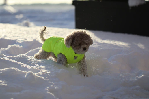 A playful mini Yorkie enjoying a sunny park day with vibrant neon colors.