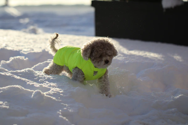 A small dog twirling in a bright, comfortable dress on a warm day.