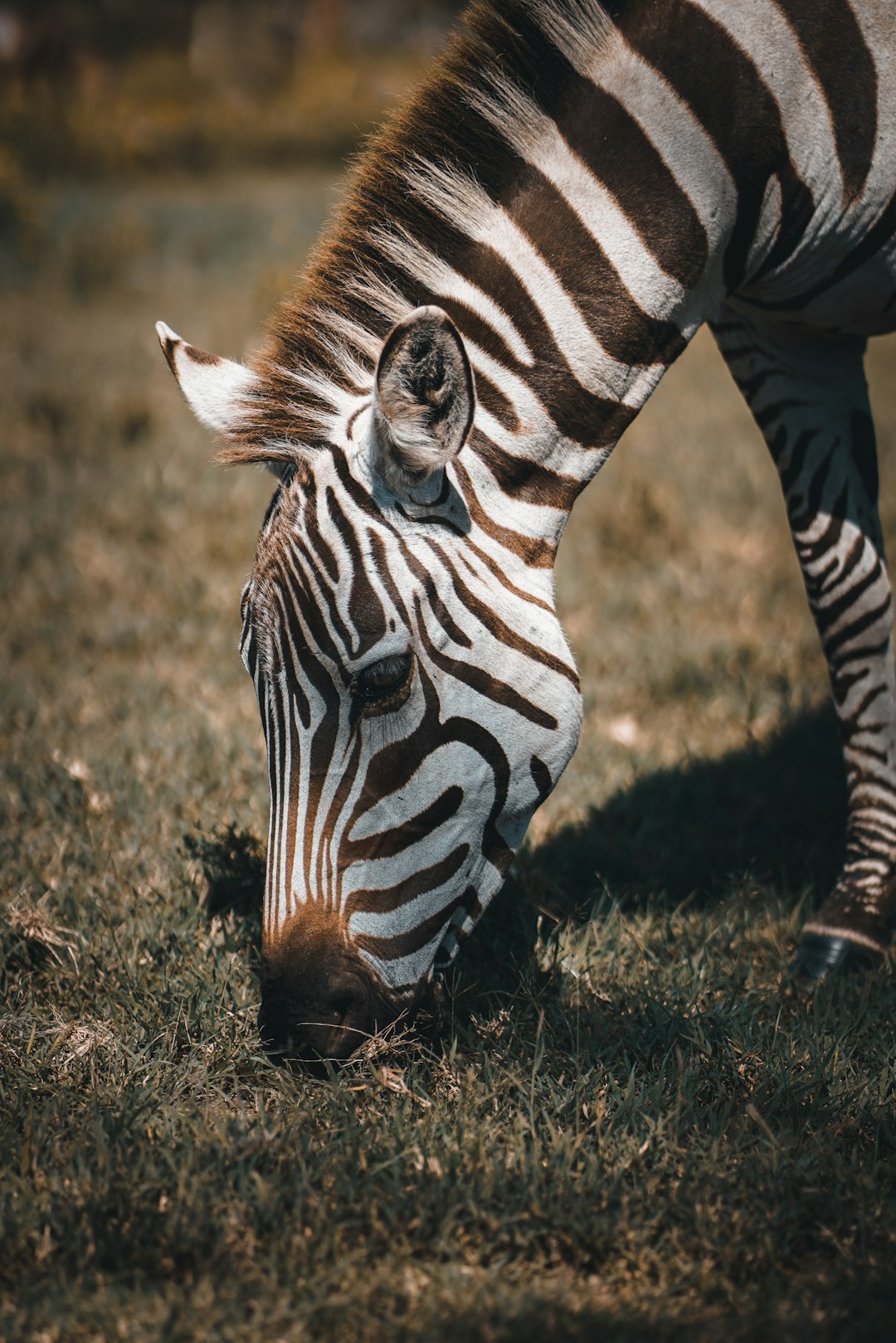 closeup photo of zebra