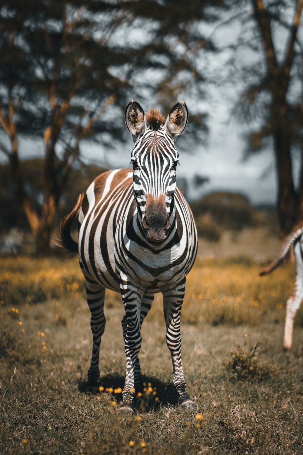 focus photography of zebra